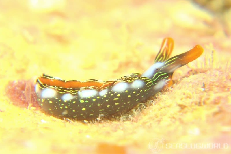 ハナミドリガイ Thuridilla splendens