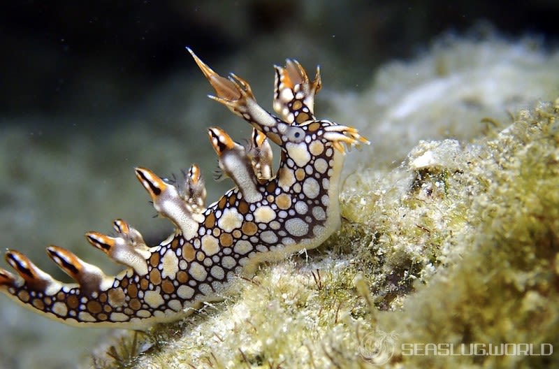 ヒオドシユビウミウシ Bornella anguilla