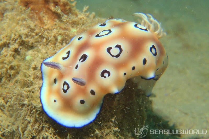 ヒョウモンウミウシ Goniobranchus leopardus