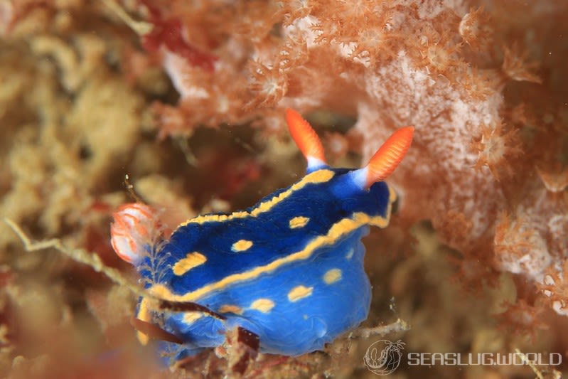 アオウミウシ Hypselodoris festiva