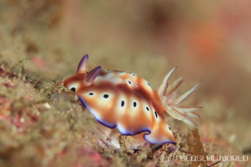 マダライロウミウシ Hypselodoris tryoni