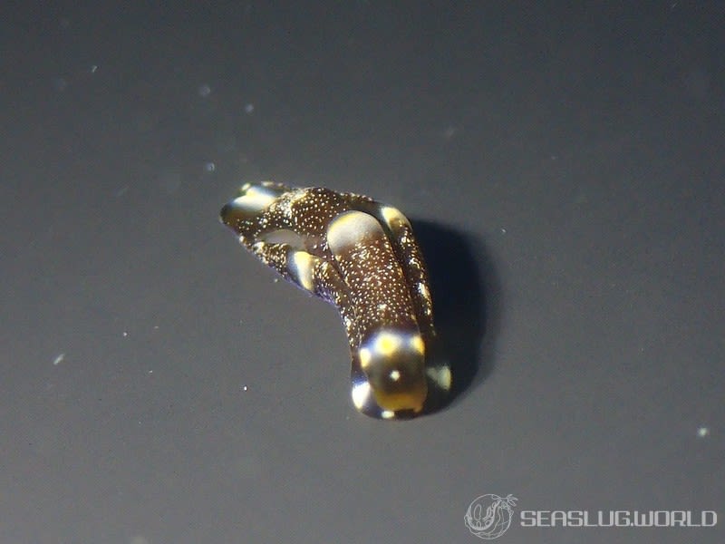 トウヨウキセワタ Spinoaglaja orientalis