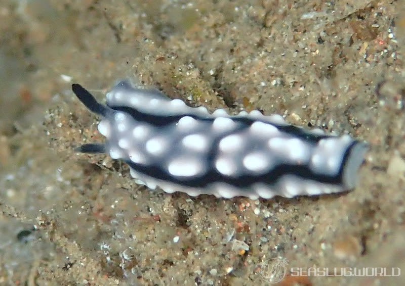 ハイイロイボウミウシ Phyllidiella granulata