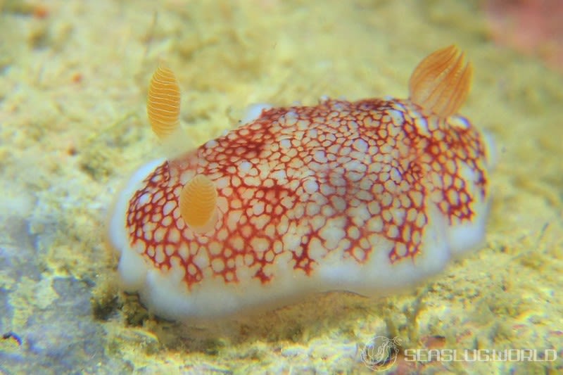 チリメンウミウシ Goniobranchus reticulatus