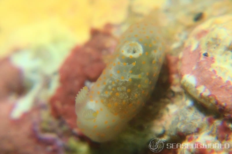 スカシキヌハダウミウシ Gymnodoris sp. 4