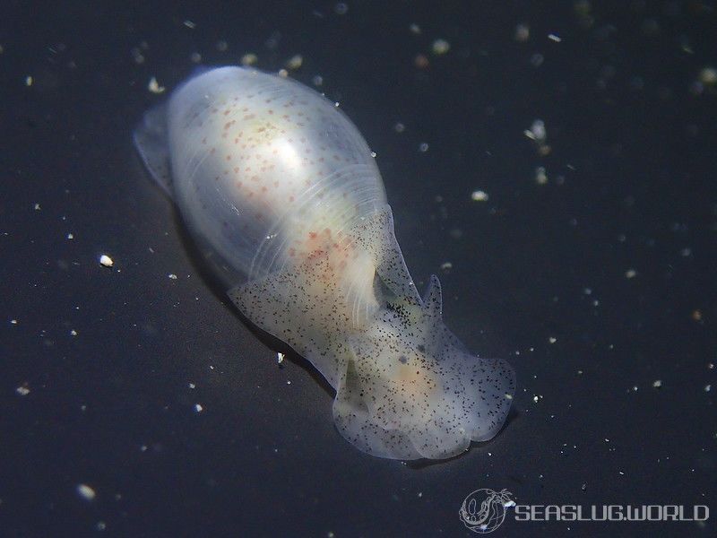 コクテンタマゴガイ Atys semistriatus