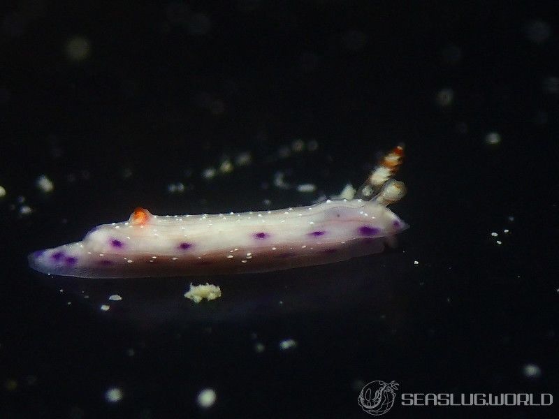 コナユキイロウミウシ Hypselodoris skyleri