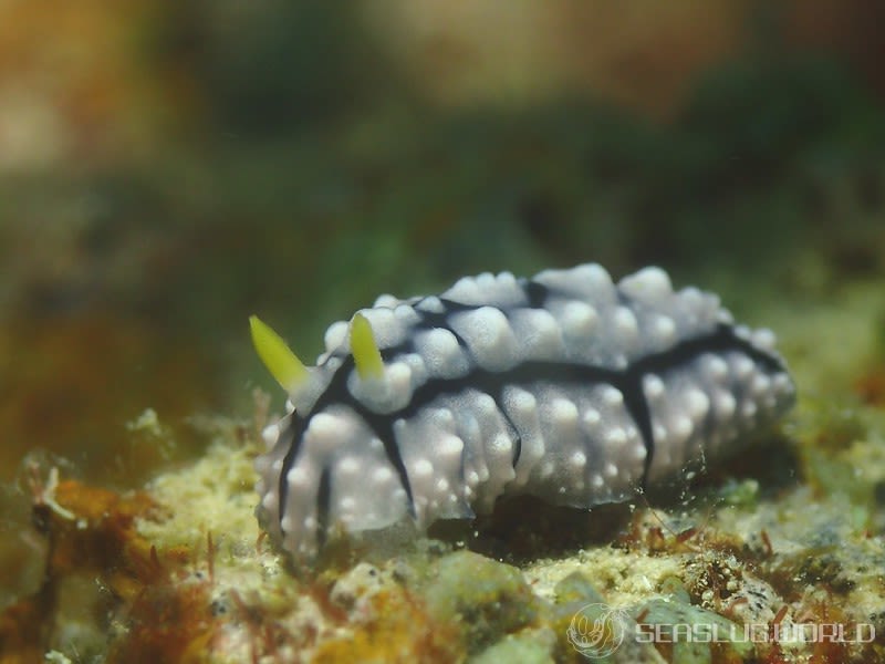 ツノキイボウミウシ Phyllidia elegans