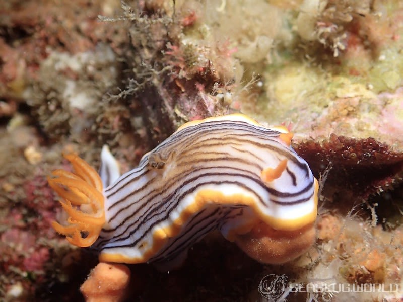 クロスジウミウシ Chromodoris sp. 6