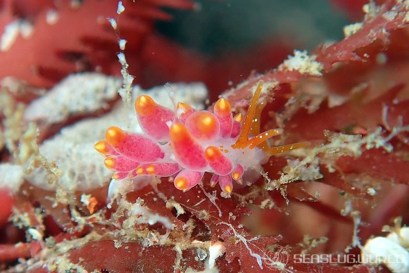 ホリミノウミウシ属の一種 24 Eubranchus sp.24