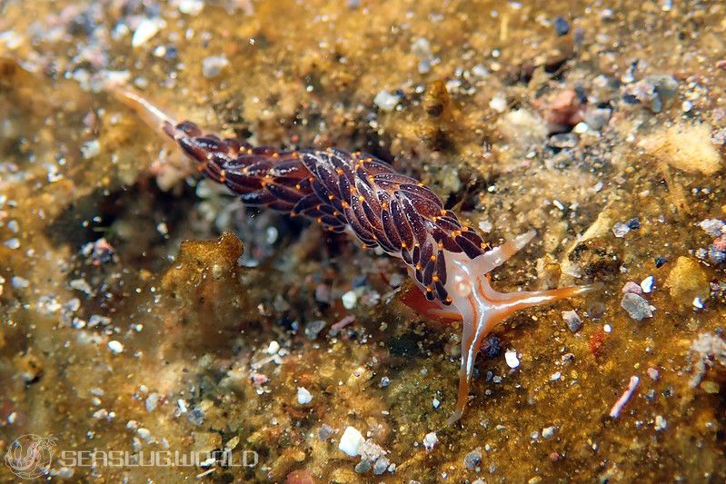 フタスジミノウミウシ Facelina bilineata