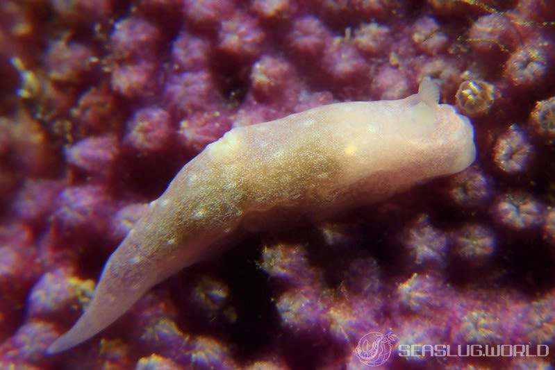 ウミヅタキヌハダウミウシ Gymnodoris sp. 7