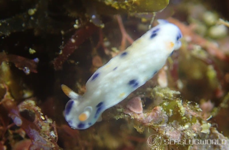 サガミイロウミウシ Hypselodoris sagamiensis