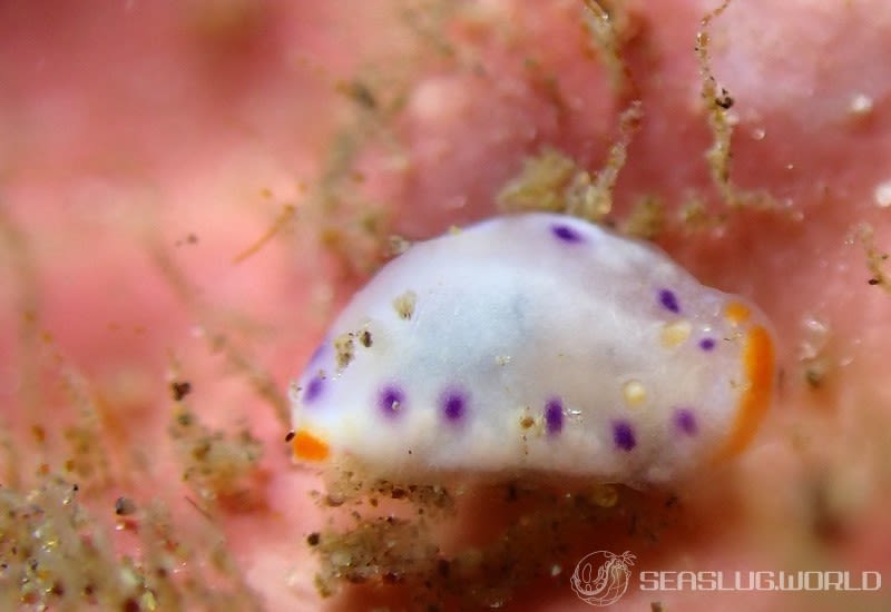 アカネコモンウミウシ Goniobranchus collingwoodi