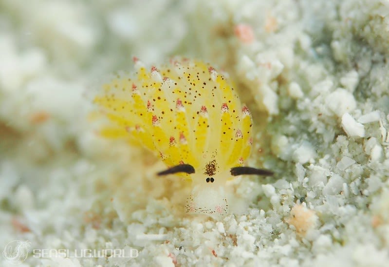 クサイロモウミウシ Costasiella paweli