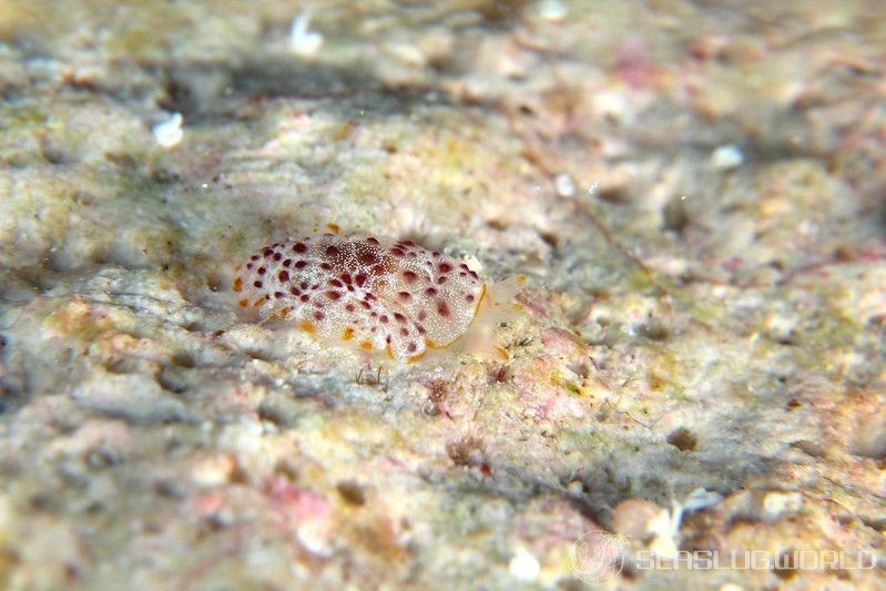 カメノコフシエラガイ Pleurobranchus peronii