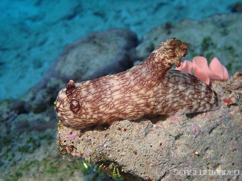 ブッシュドノエルウミウシ Jorunna rubescens