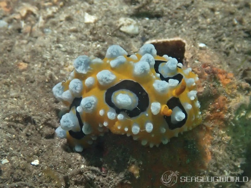 キイロイボウミウシ Phyllidia ocellata