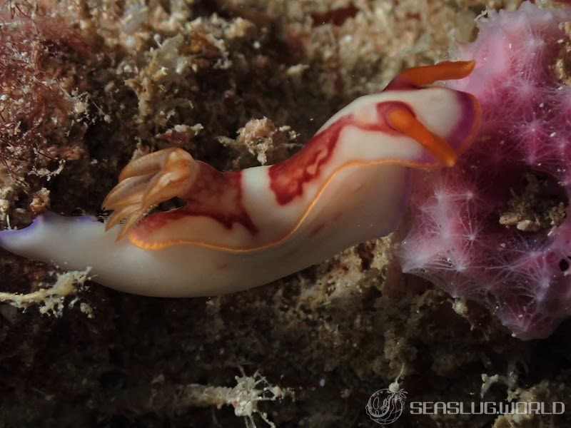 ヒュプセロドーリス・イバ Hypselodoris iba