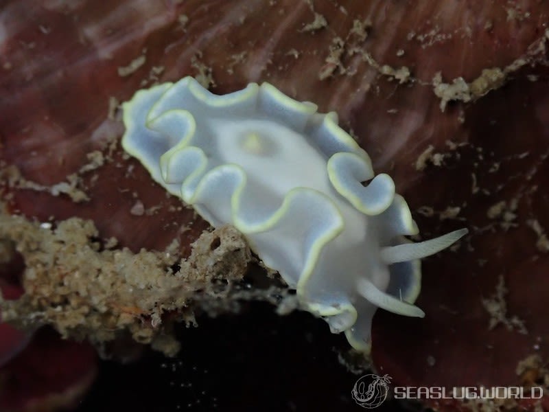 シロタエイロウミウシ Glossodoris buko