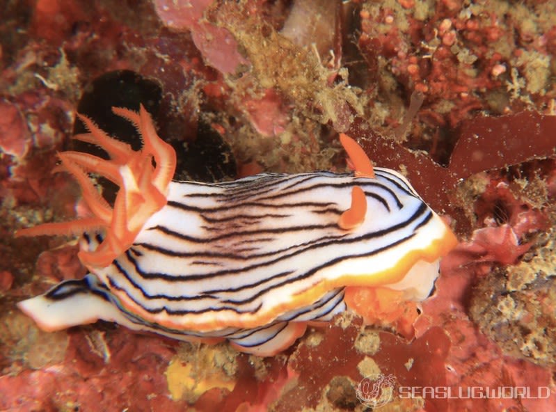 クロスジウミウシ Chromodoris sp. 6