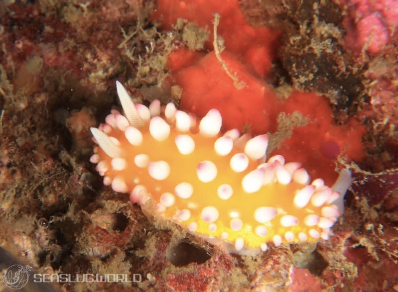 イガグリウミウシ Cadlinella ornatissima