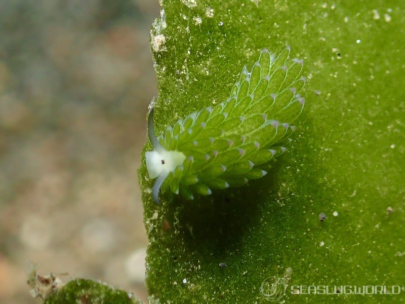 ホホベニモウミウシ Costasiella sp. 3