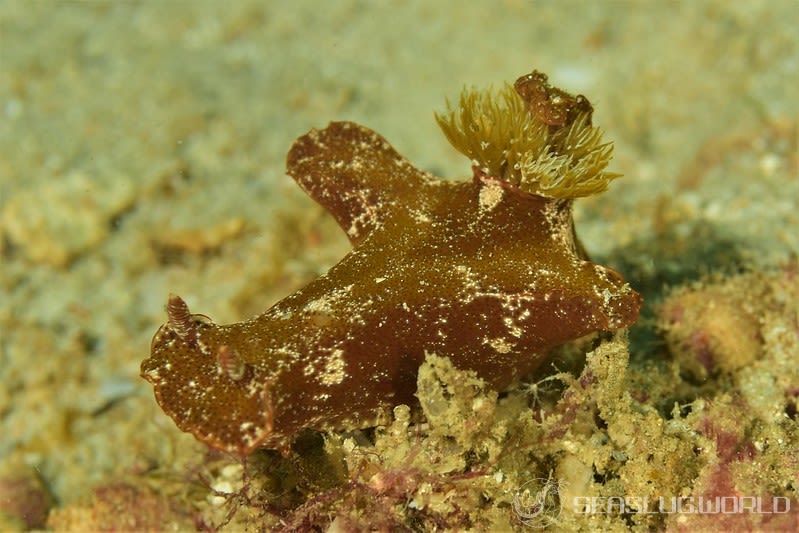 ミナミニシキウミウシ Ceratosoma gracillimum