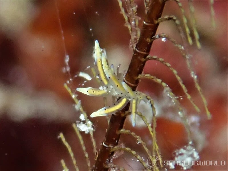 ホソミノウミウシ Eubranchus sp. 9