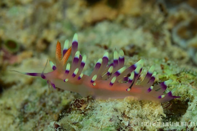 アデヤカミノウミウシ Coryphellina exoptata