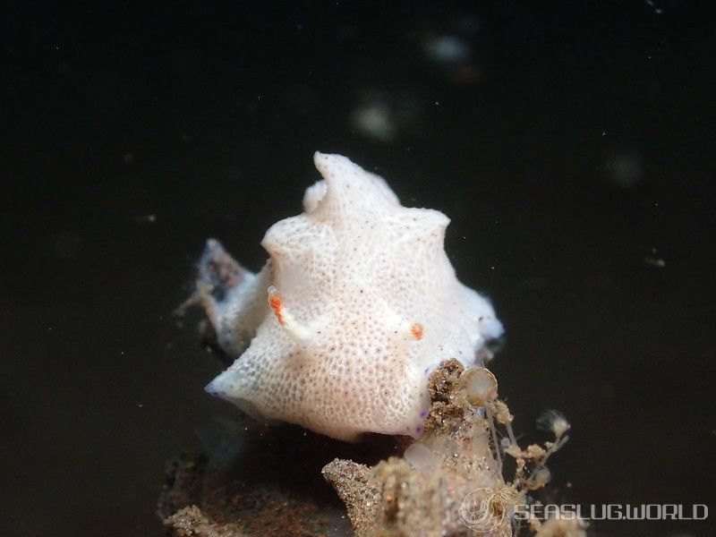 ワタグモウミウシ Goniobranchus sp. 2