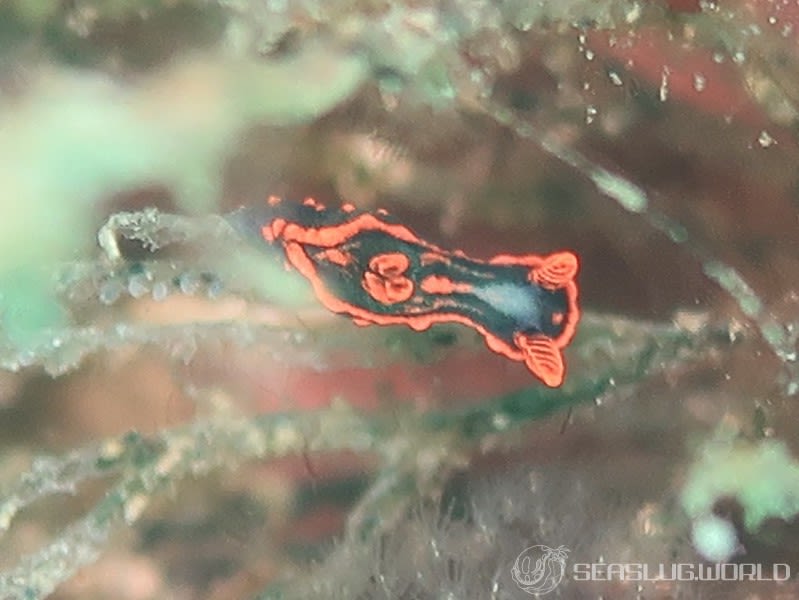 トウモンリュウグウウミウシ Nembrotha livingstonei