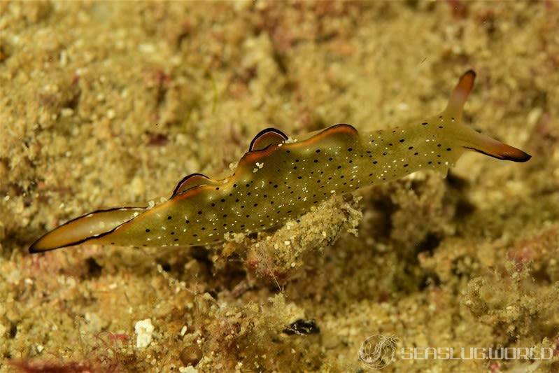 コノハミドリガイ Elysia marginata