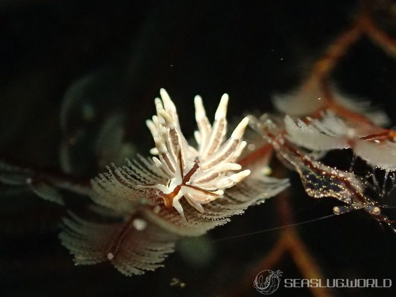 ホリミノウミウシ属の一種 13 Eubranchus sp.13