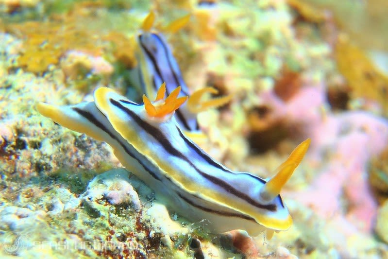 シボリイロウミウシ Chromodoris strigata