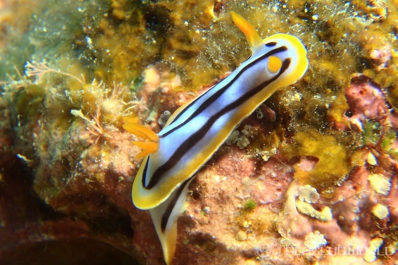 シボリイロウミウシ Chromodoris strigata