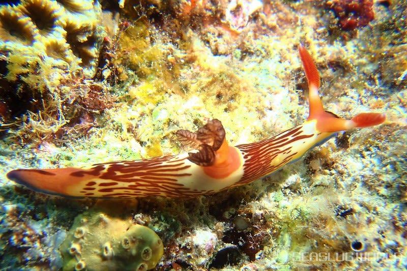 セグロリュウグウウミウシ Nembrotha chamberlaini