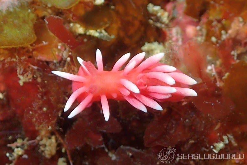 ヒロウミウシ Ceratodoris hiroi