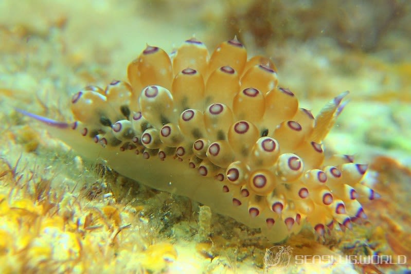 トゲトゲウミウシ Janolus tricellariodes