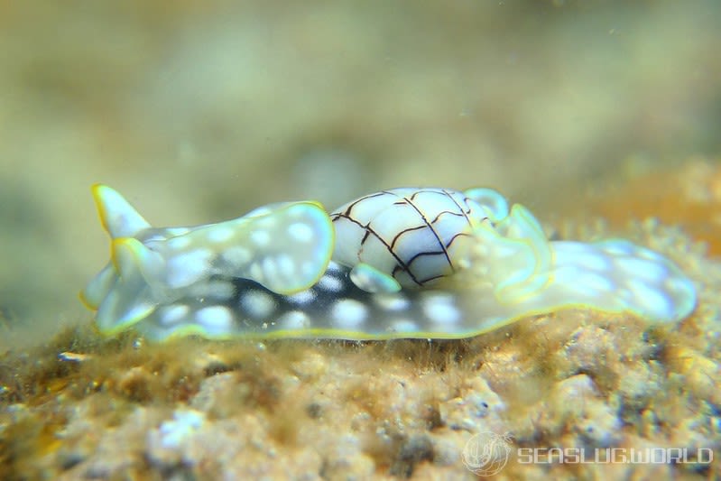 ワタユキシボリガイ Micromelo barbarae