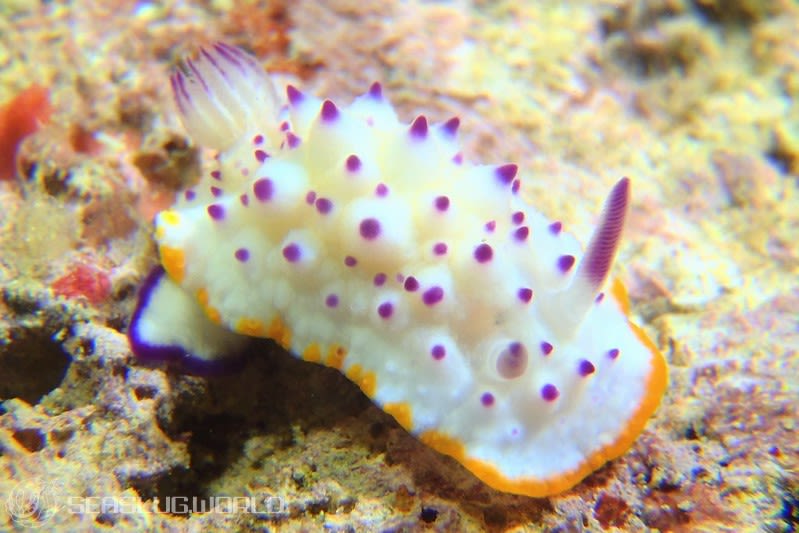 レンゲウミウシ Mexichromis multituberculata