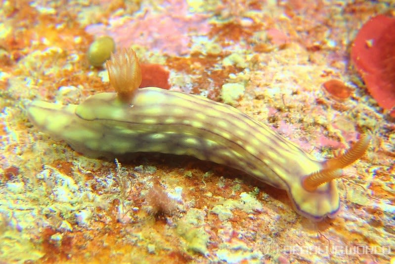 クチナシイロウミウシ Hypselodoris whitei