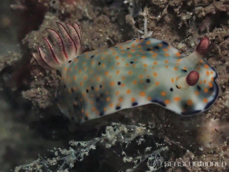 ヒュプセロドーリス・コンフェッティ Hypselodoris confetti