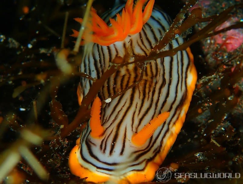 クロスジウミウシ Chromodoris sp. 6