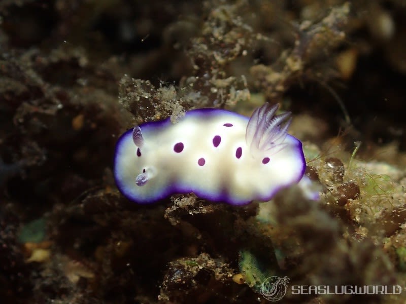 マダライロウミウシ Hypselodoris tryoni