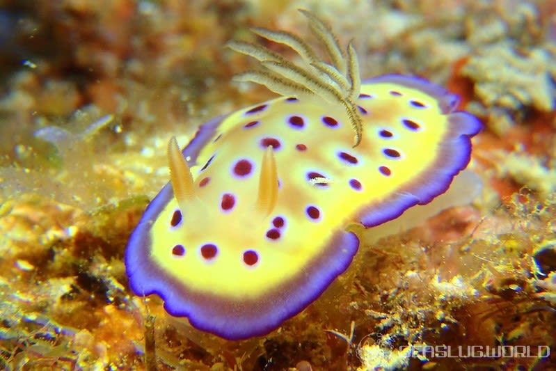 オトヒメウミウシ Goniobranchus kuniei