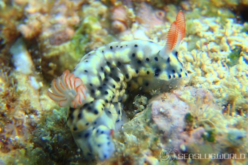 ホシゾラウミウシ Hypselodoris infucata