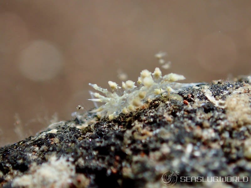 ハナサキコヤナギウミウシ Janolus incrustans