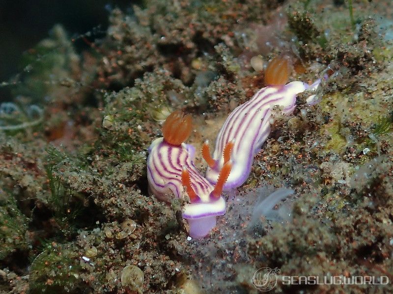 クチナシイロウミウシ Hypselodoris whitei