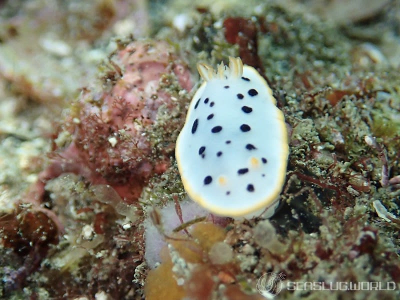 シロウミウシ Goniobranchus orientalis